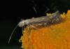 Isophrictis striatella